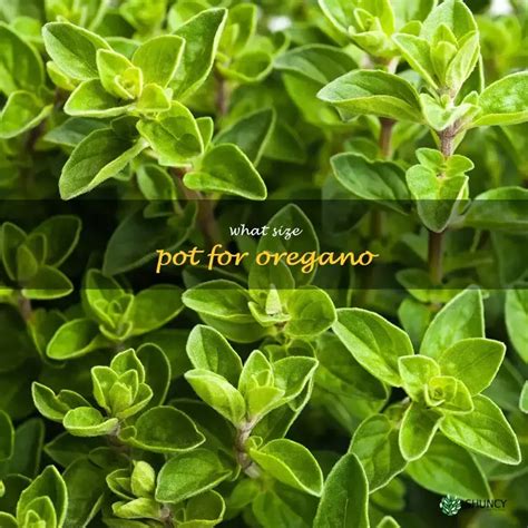 Growing Oregano Size