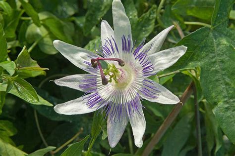 growing passion flower uk