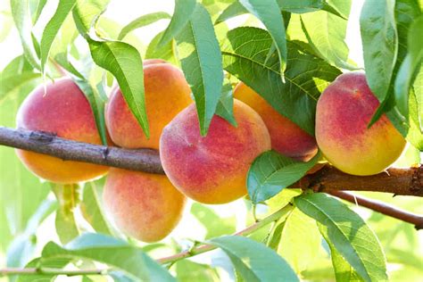 growing peaches in central florida