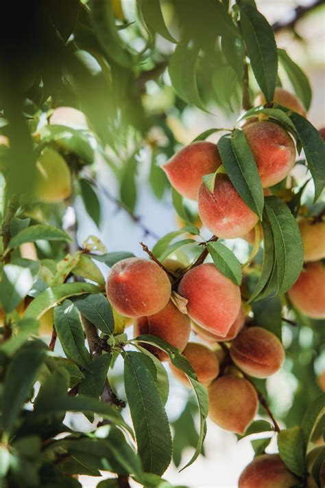 growing peaches in georgia