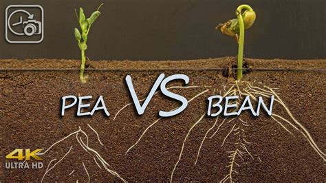 Growing Peas Vs Beans