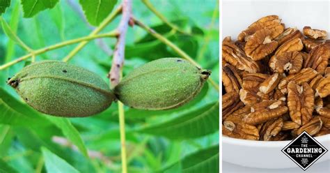 Growing Pecans In Canada