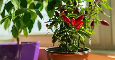 Pepper Growing Guide Containers or Garden Jung Seed’s Gardening Blog