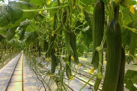 growing persian cucumber