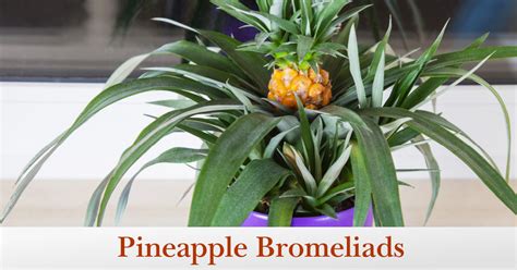 Growing Pineapple Bromeliad