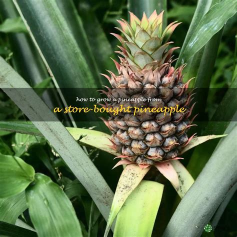 Growing Pineapple From Store Bought
