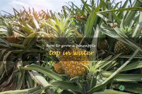 Growing Pineapple Water
