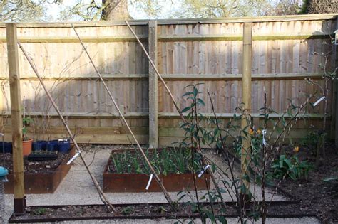 Growing Plum Cordons