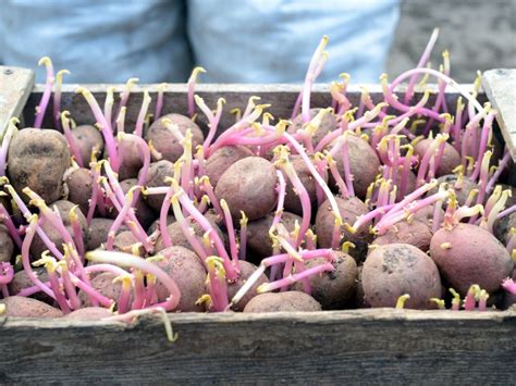 Seasonal Ontario Food Growing Potatoes from Seed
