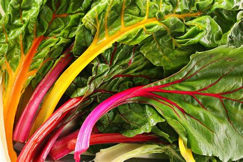 Chard Rainbow (22) Organic Gardening Catalogue