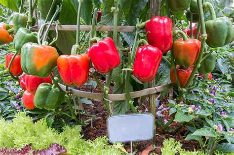 Bell Pepper FAQs & Facts NatureFresh™ Farms