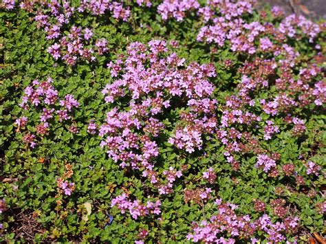 Growing Red Thyme