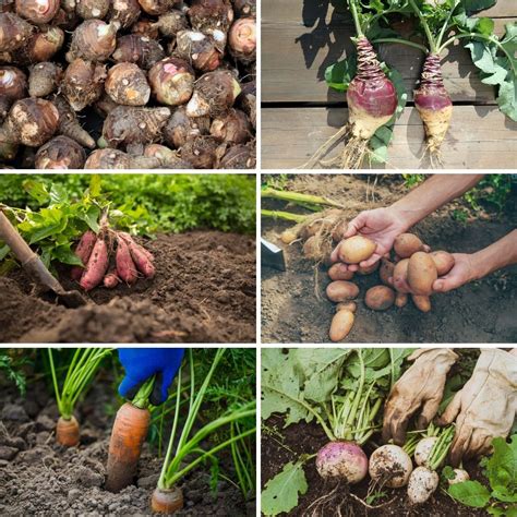 Growing Root Vegetables In Containers
