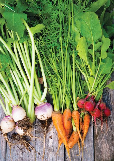 Growing Root Vegetables Nz