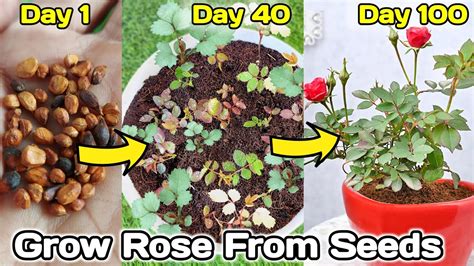 Growing Roses from Seed: Secrets Revealed