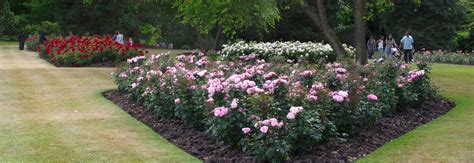 Growing Roses Under Trees