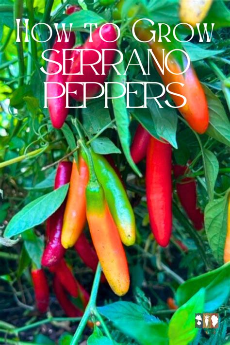 Serrano Tampiqueno Heirloom Pepper Seeds Terroir Seeds