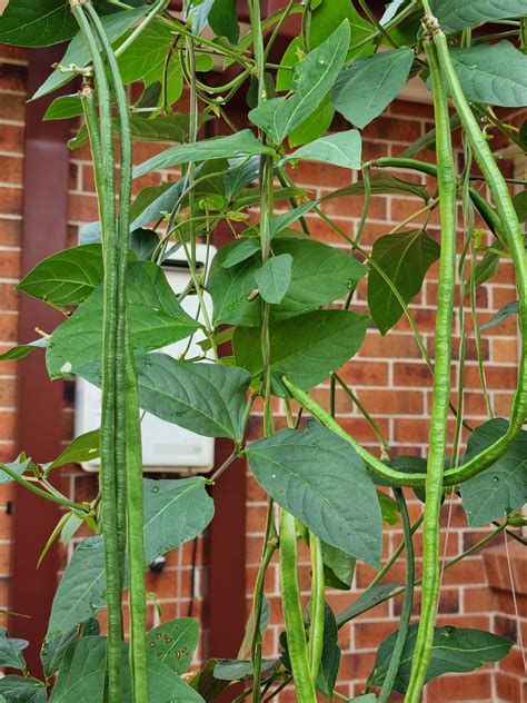 growing snake beans in australia