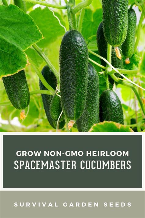 Growing Spacemaster Cucumbers In Containers