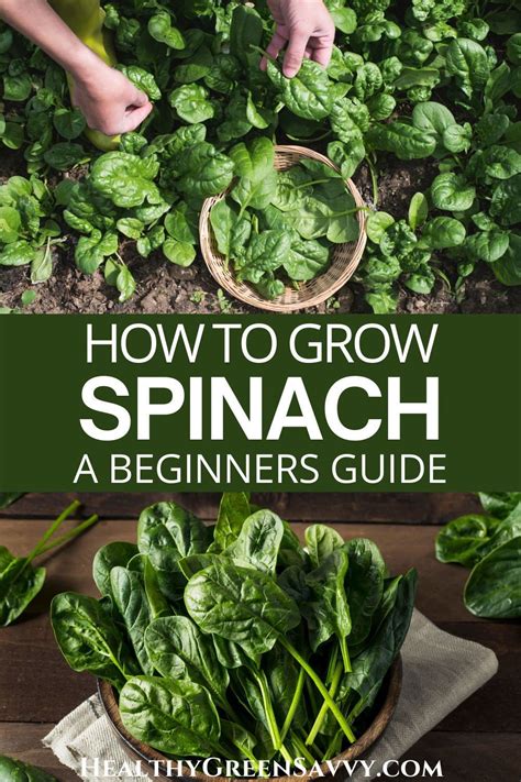 Growing Spinach All Year Round