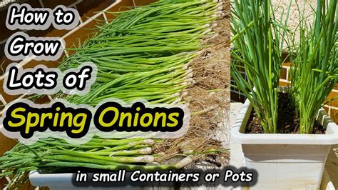 Growing Spring Onions In Containers