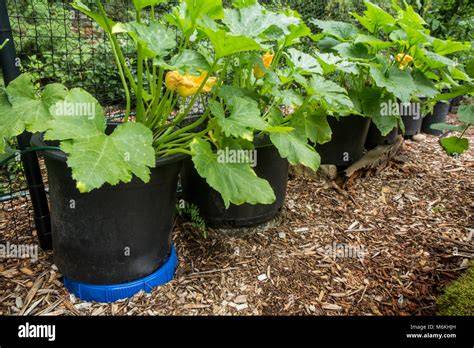 Growing Butternut Squash Peppers and Planks