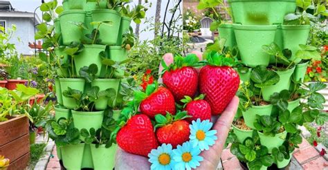 Growing Strawberries In Vertical Containers