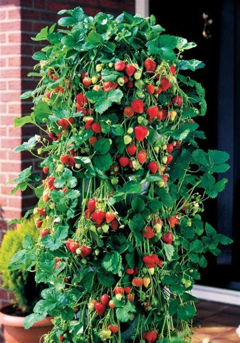 growing strawberries on a trellis