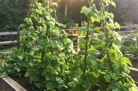 Growing String Beans In Garden