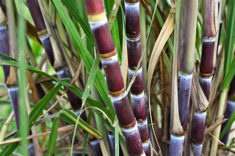 growing sugar cane