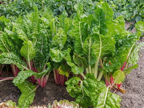 Growing Swiss Chard Cold Hardy Cut and Come Again Vegetable