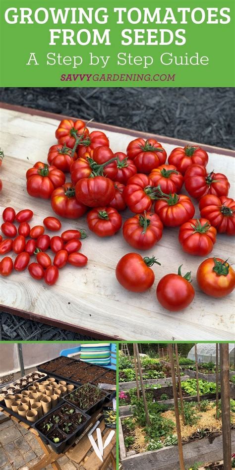 Growing Tomatoes Easy