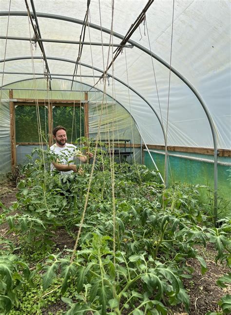 Growing Tomatoes Polytunnel