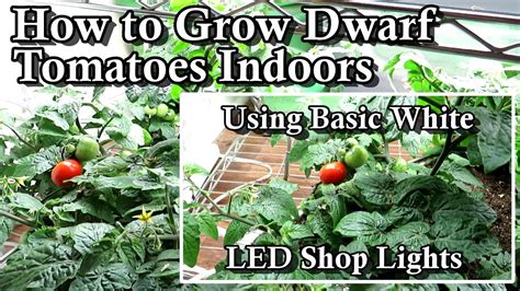 50168887 young tomato plant under led grow light GorillaGrow