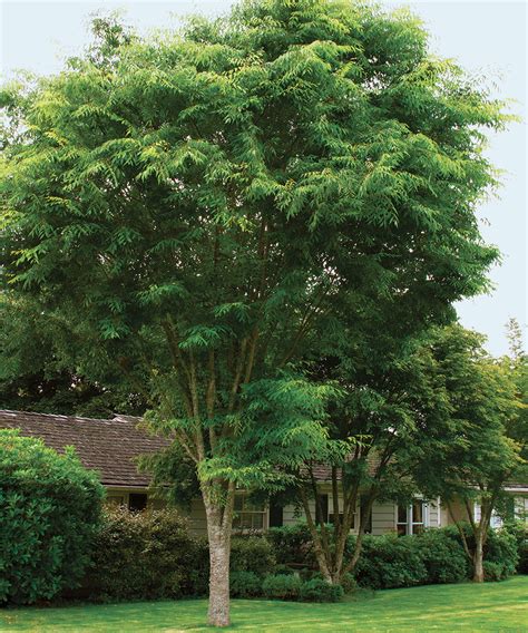 Growing Trees On Top Of Trees