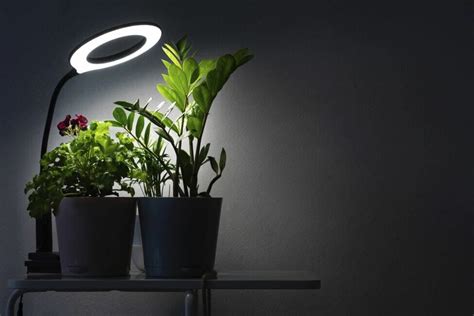 Growing Trees With Artificial Light