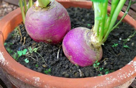 Growing Turnips In Containers Uk