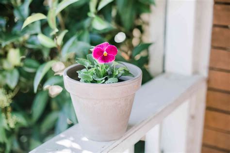 Growing Violas Indoors