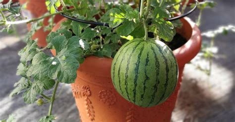 Growing Watermelon In Small Spaces