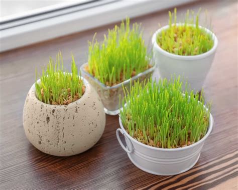 growing wheatgrass at home