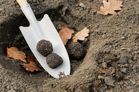 Growing White Truffles