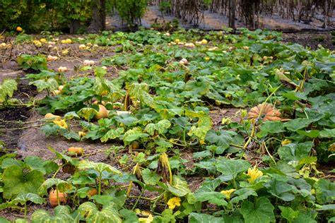 The Complete Guide to Growing Winter Squash Gardener's Path