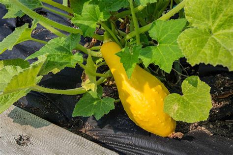 Growing Yellow Squash is Easy as Pie