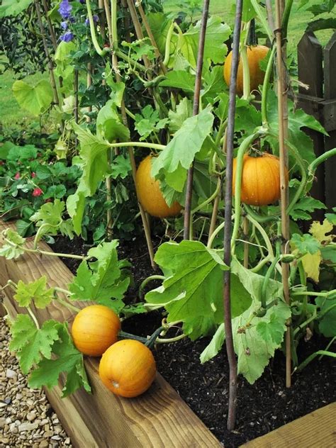 Growing Yellow Squash In Containers Vertically