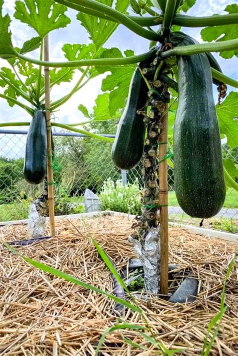 How to Grow Summer Squash gardening ready
