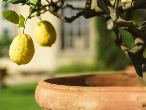 Citrus growing container hires stock photography and images Alamy