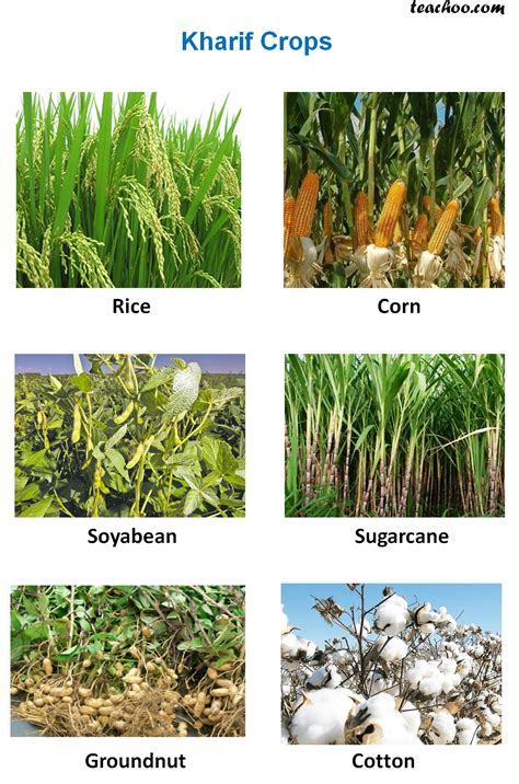 grown meaning in tamil with example