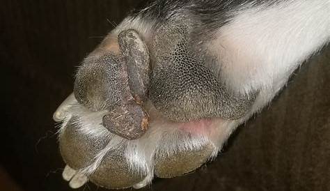 Pimple like lumps on paw pad | UK Pet Forums Forum