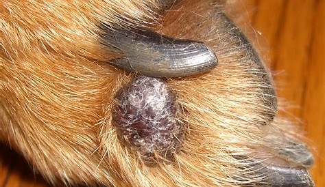 Skin Growths on Dogs – Types, Causes, Diagnosis & Treatments