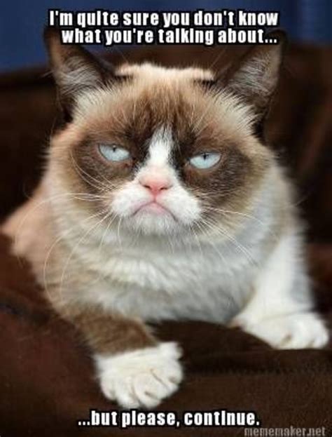 grumpy cat funny cat memes